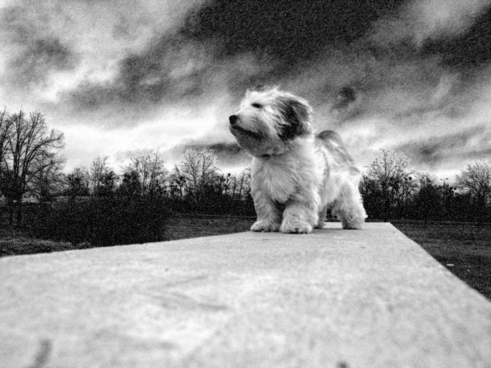 Ein Hund bleibt Dir im Sturme treu, ein Mensch nicht mal im Winde Foto