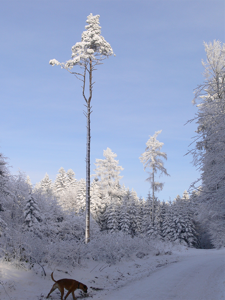 ein Hund, ein Baum, ..... ein Wintertraum