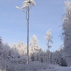 ein Hund, ein Baum, ..... ein Wintertraum