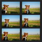 Ein Hund - eine Aussicht - 6 Bilder