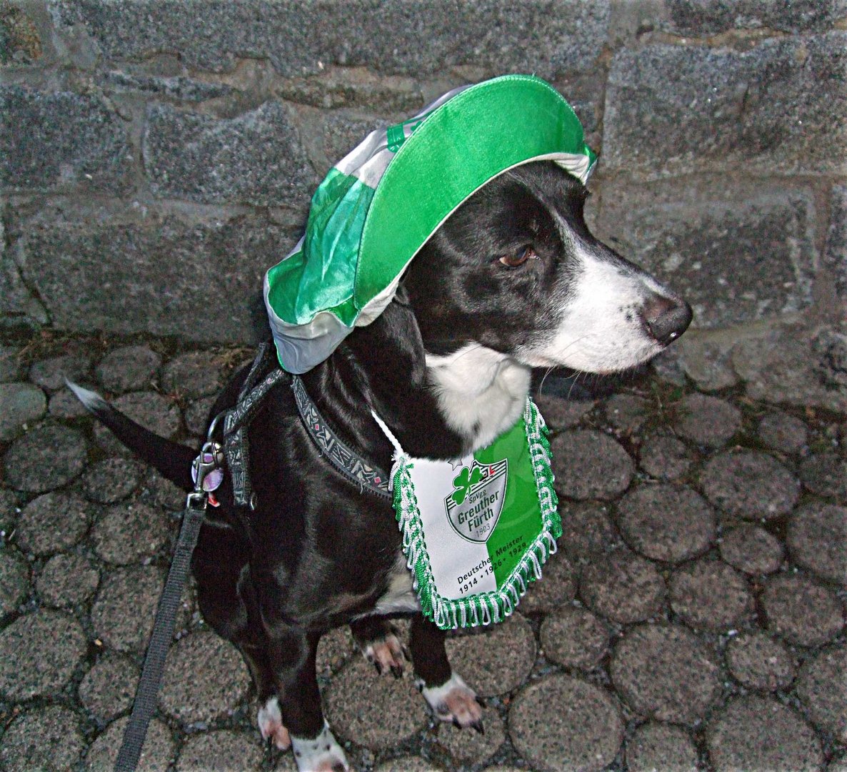 Ein Hund für Fußball