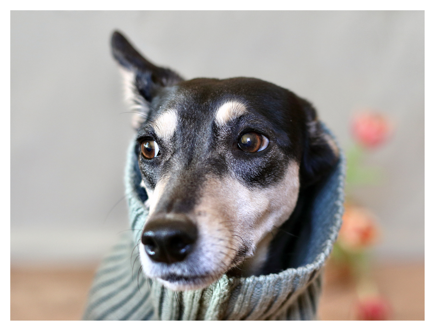 Ein Hund hat die Seele eines Philosophen