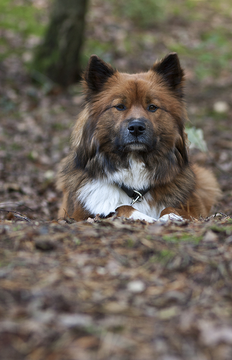 Ein Hund im Herbst..