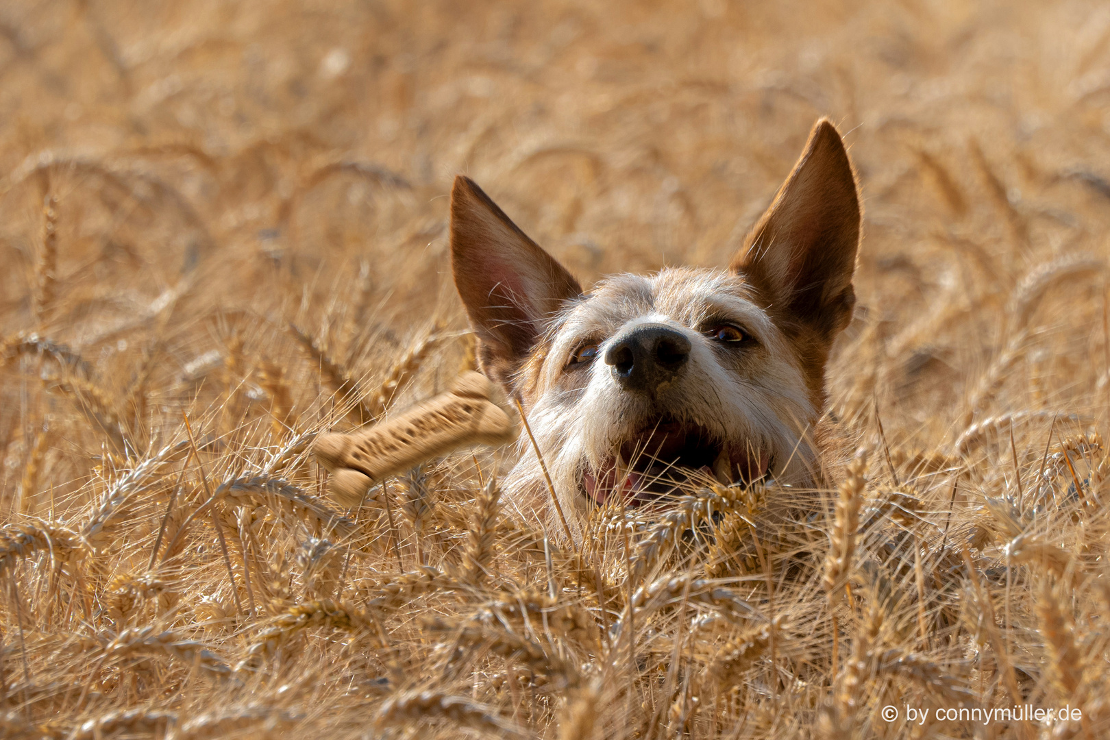 Ein Hund im Kornfeld