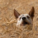 Ein Hund im Kornfeld