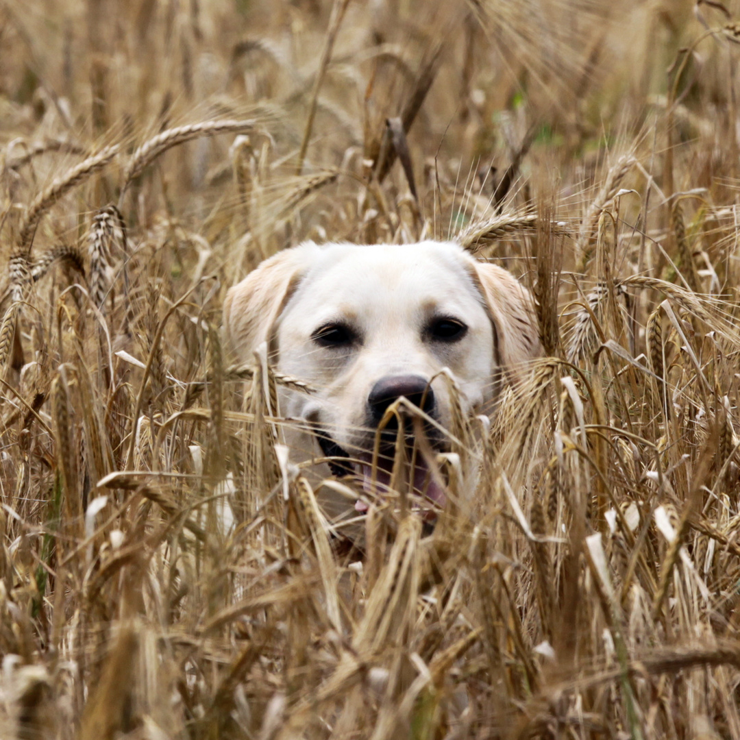Ein Hund im Kornfeld ...