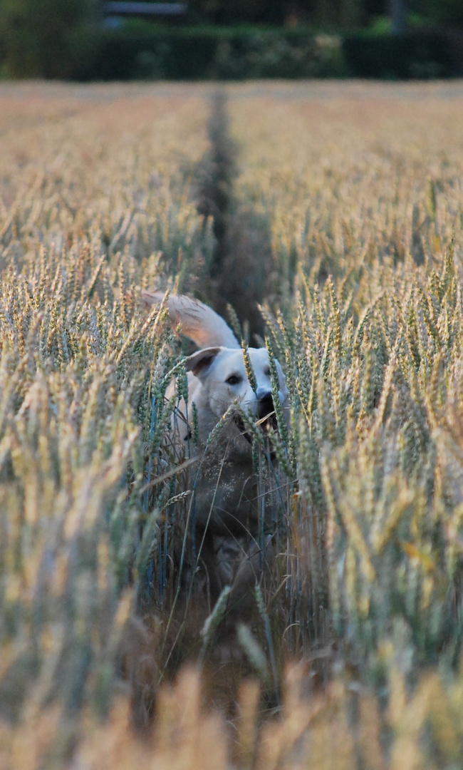 ".... ein Hund im Kornfeld ..."