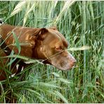 Ein Hund im Kornfeld