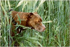 Ein Hund im Kornfeld