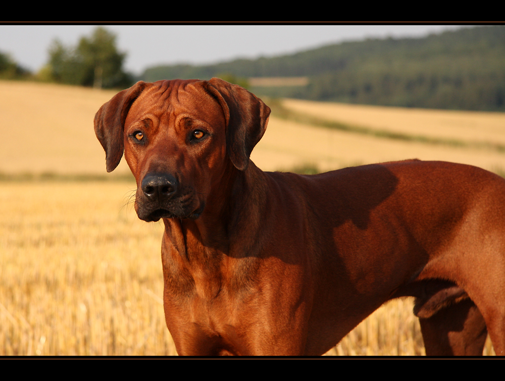 Ein Hund im Kornfeld