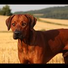 Ein Hund im Kornfeld