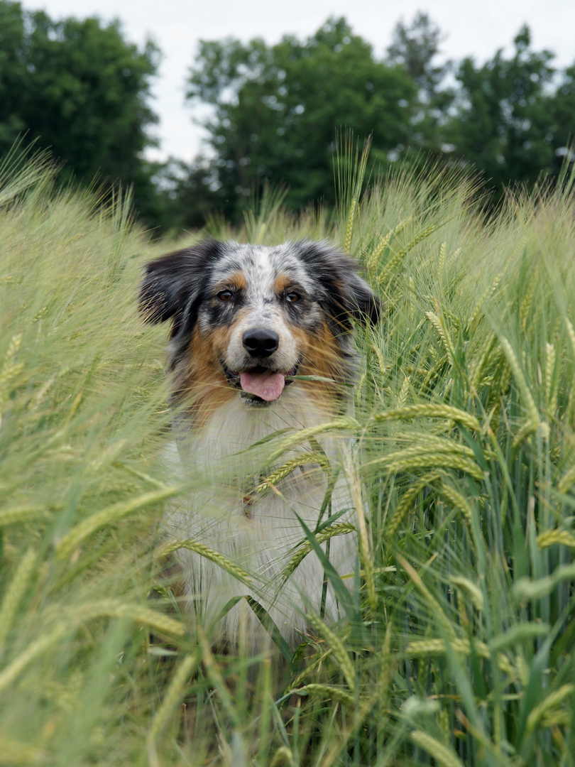 Ein Hund im Kornfeld :-)