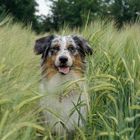 Ein Hund im Kornfeld :-)