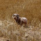 Ein Hund im Kornfeld