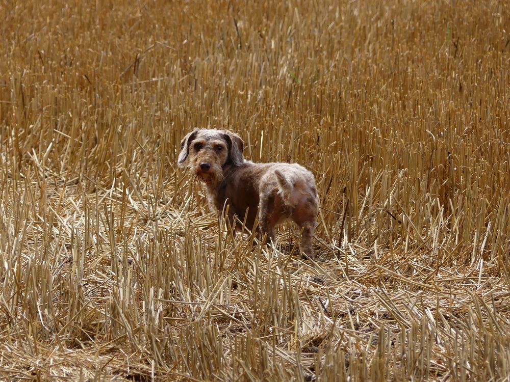 Ein Hund im Kornfeld