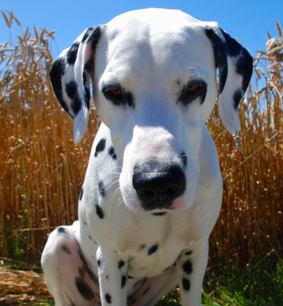 Ein Hund im Kornfeld