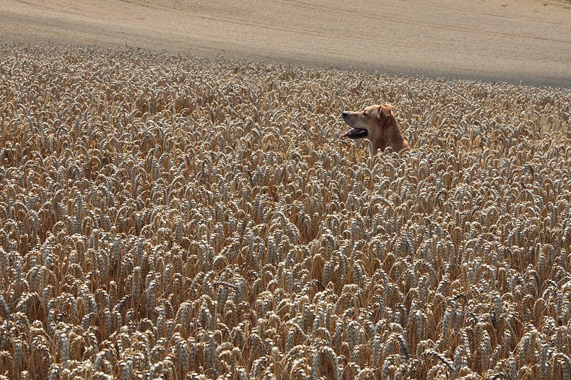 Ein Hund im Kornfeld...