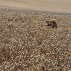 Ein Hund im Kornfeld...