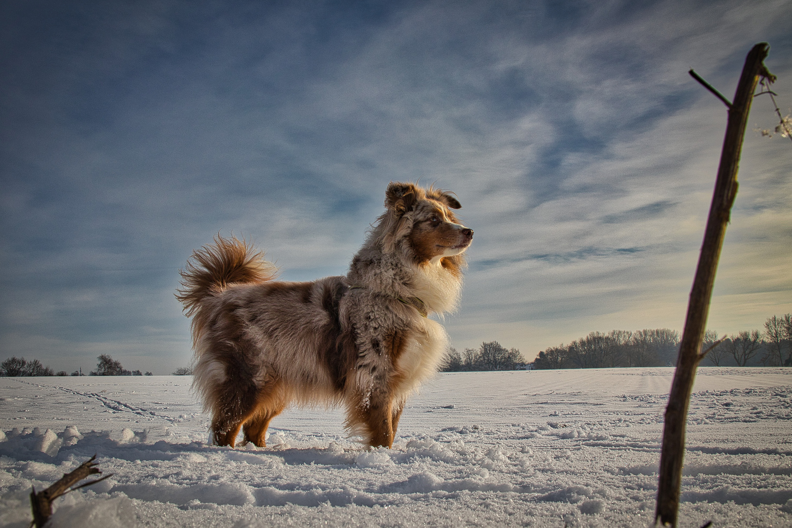 Ein Hund im Schnee 01