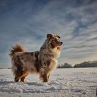 Ein Hund im Schnee 01