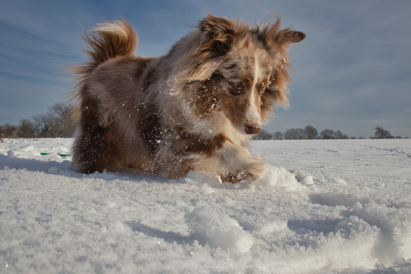 Ein Hund im Schnee 02