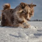 Ein Hund im Schnee 02