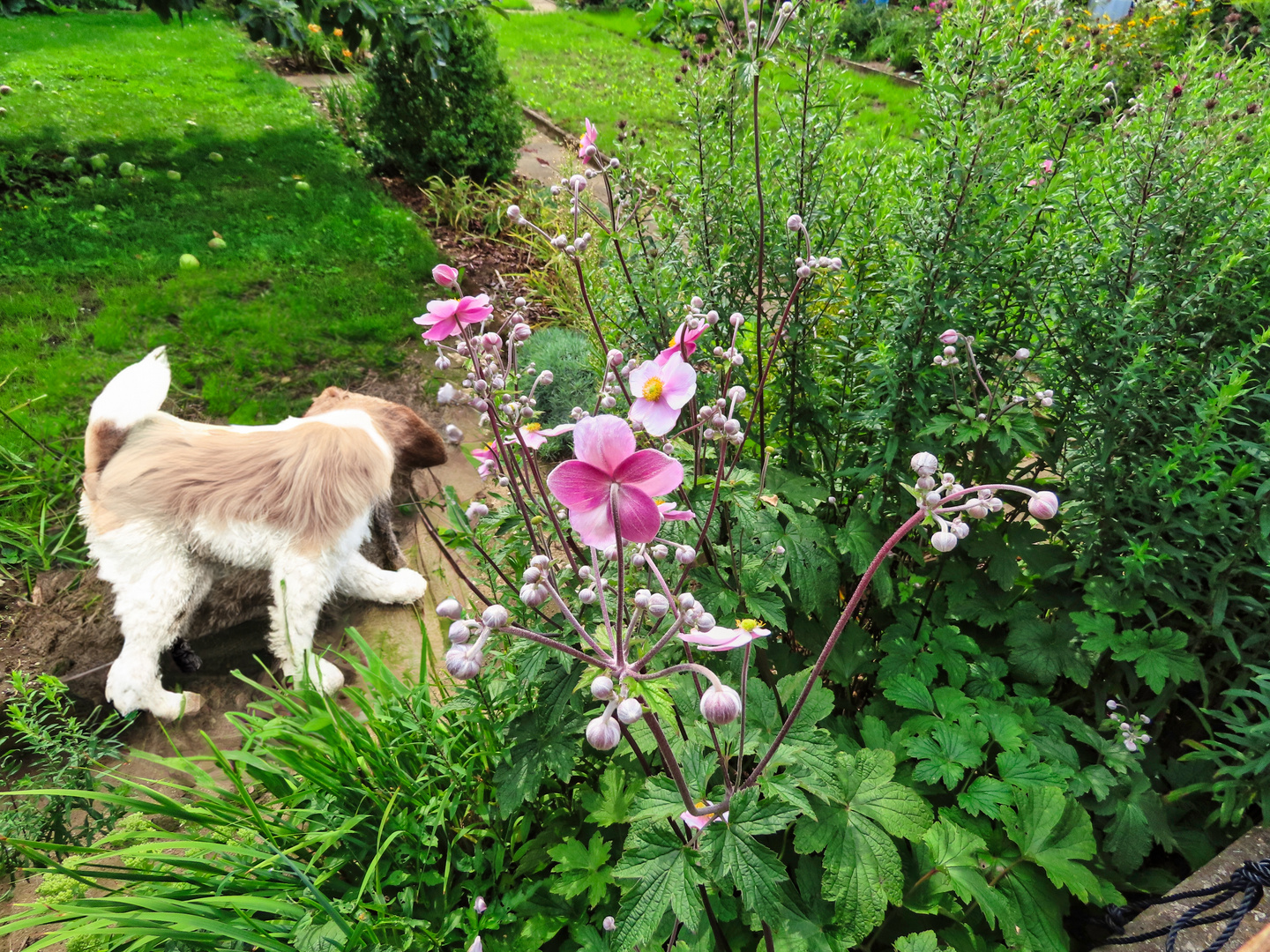 Ein Hund im Schrebergarten