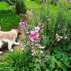 Ein Hund im Schrebergarten