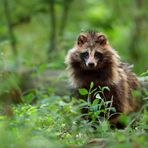 Ein Hund im Wald