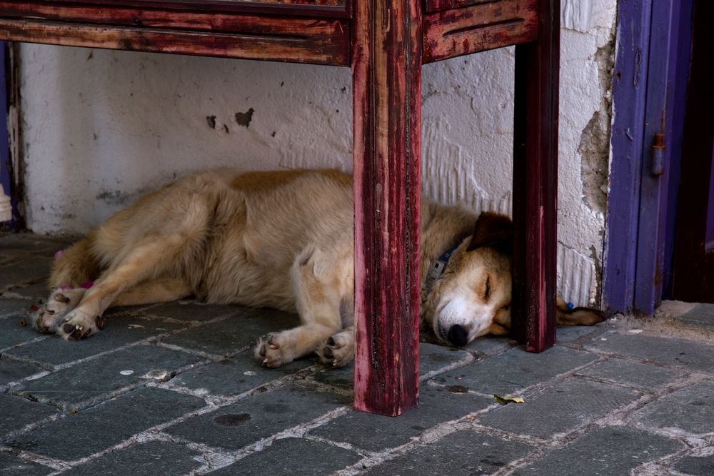 Ein Hund in Kas