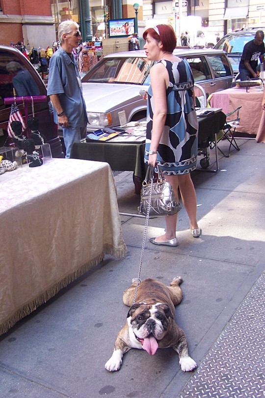 Ein Hund in Manhattan