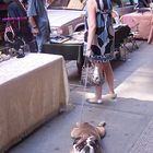 Ein Hund in Manhattan