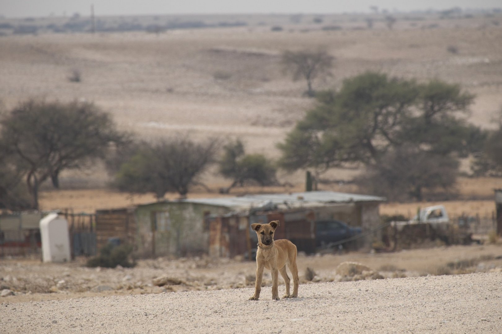 Ein Hund in Namibia