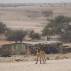 Ein Hund in Namibia