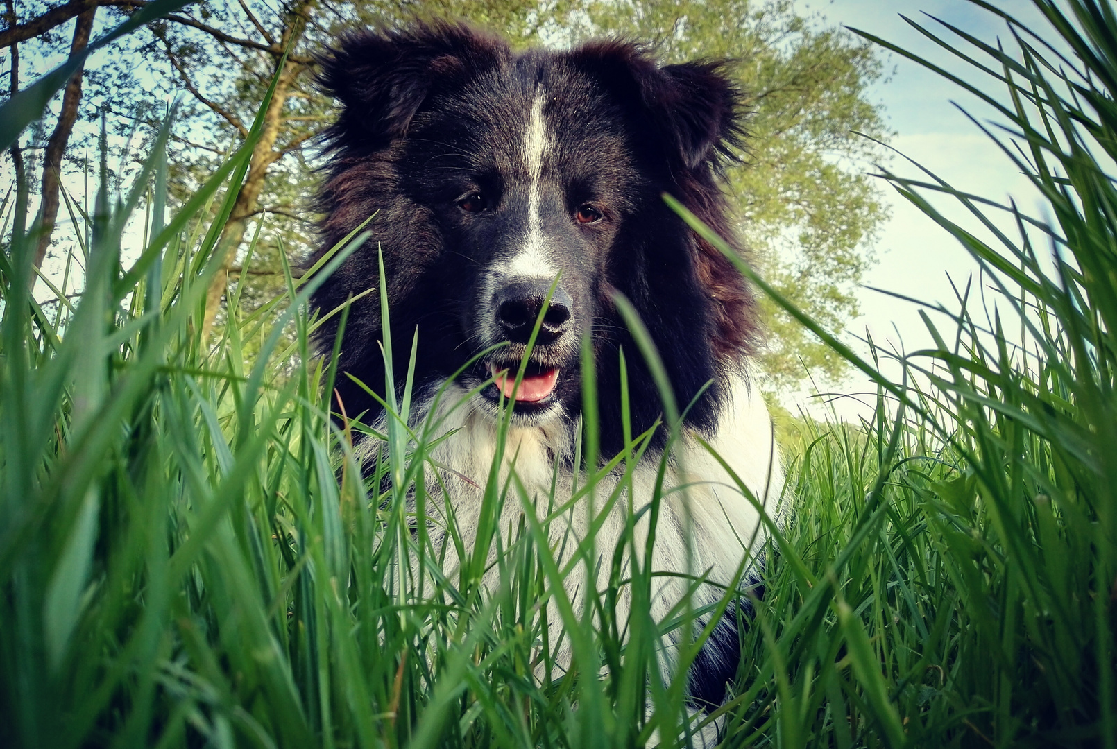 Ein Hund ist der sechste Sinn des Menschen