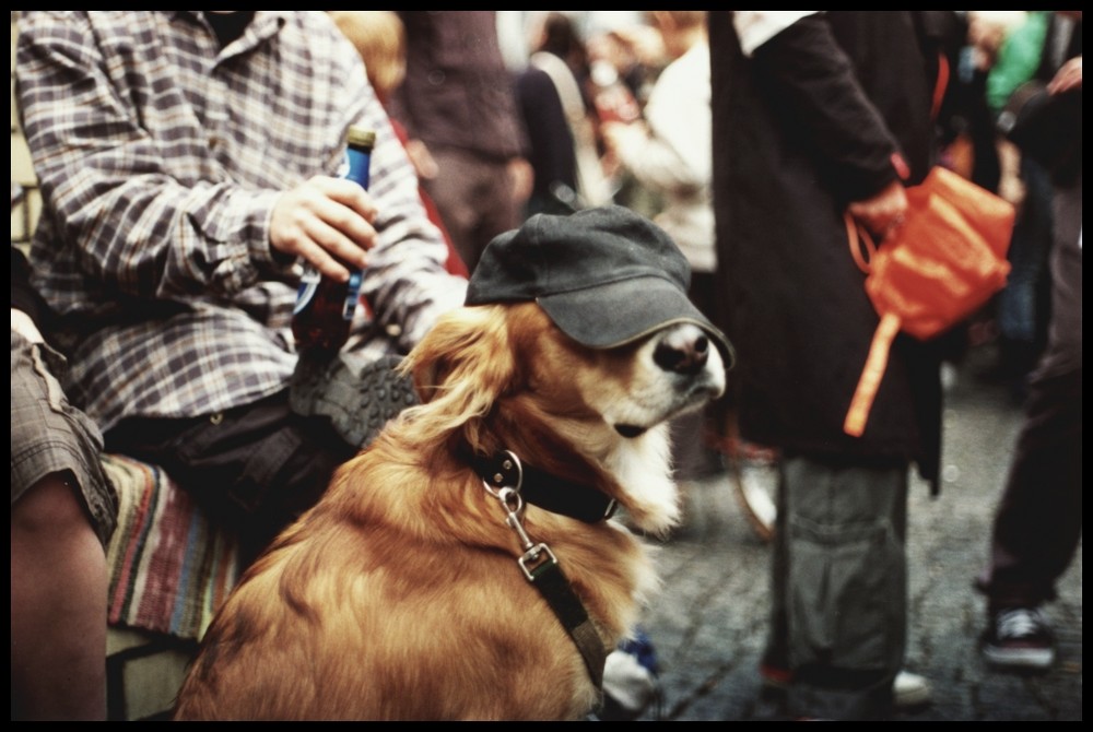 Ein Hund mit Baseballkappe