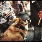 Ein Hund mit Baseballkappe