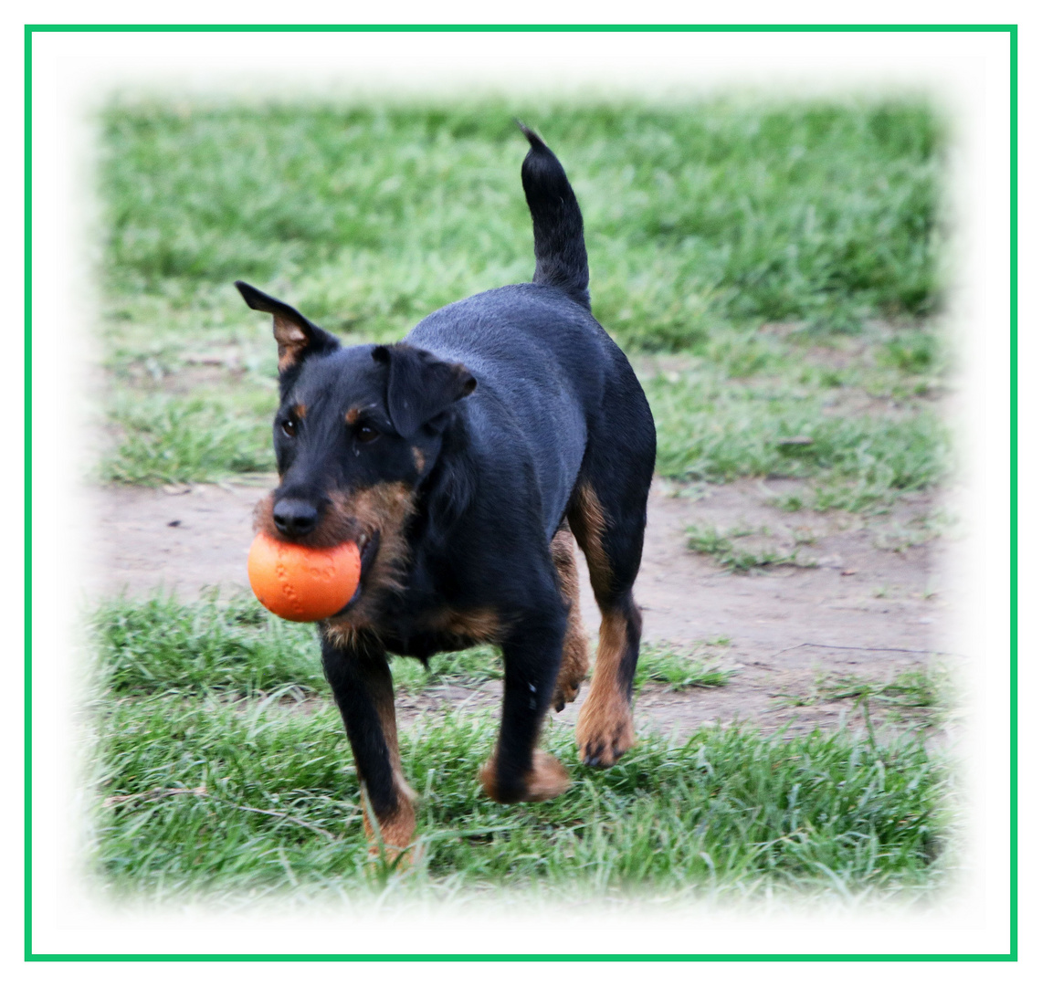 Ein Hund mit einem Ball.