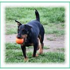 Ein Hund mit einem Ball.