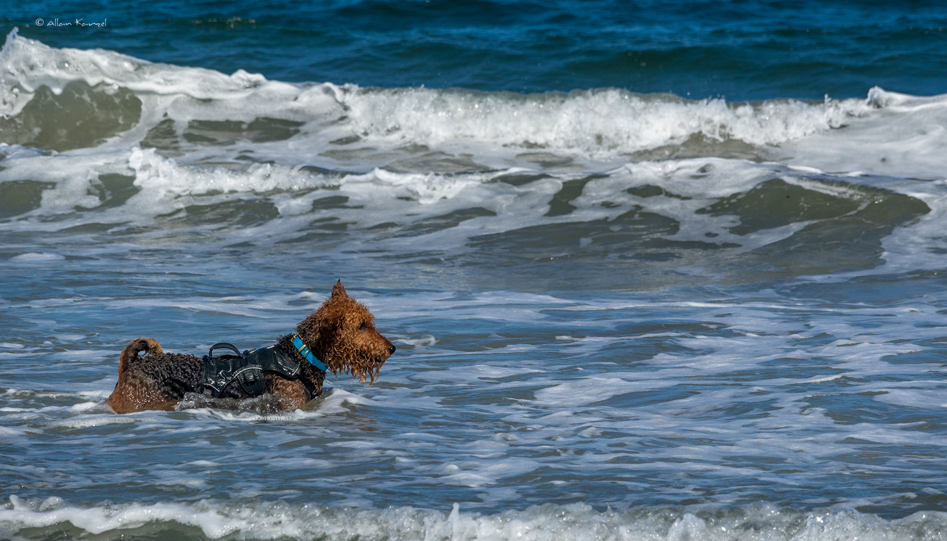 Ein Hund mit Haltegriff  