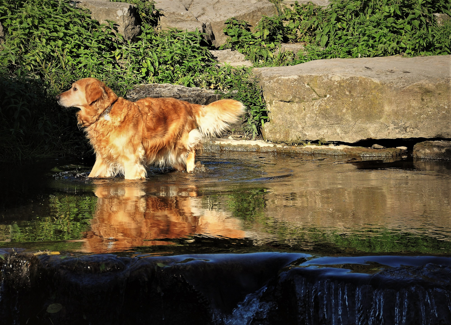 Ein  Hund mit Spiegelung im Wasser