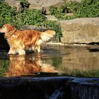 Ein  Hund mit Spiegelung im Wasser