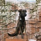 Ein Hund namens MARIE