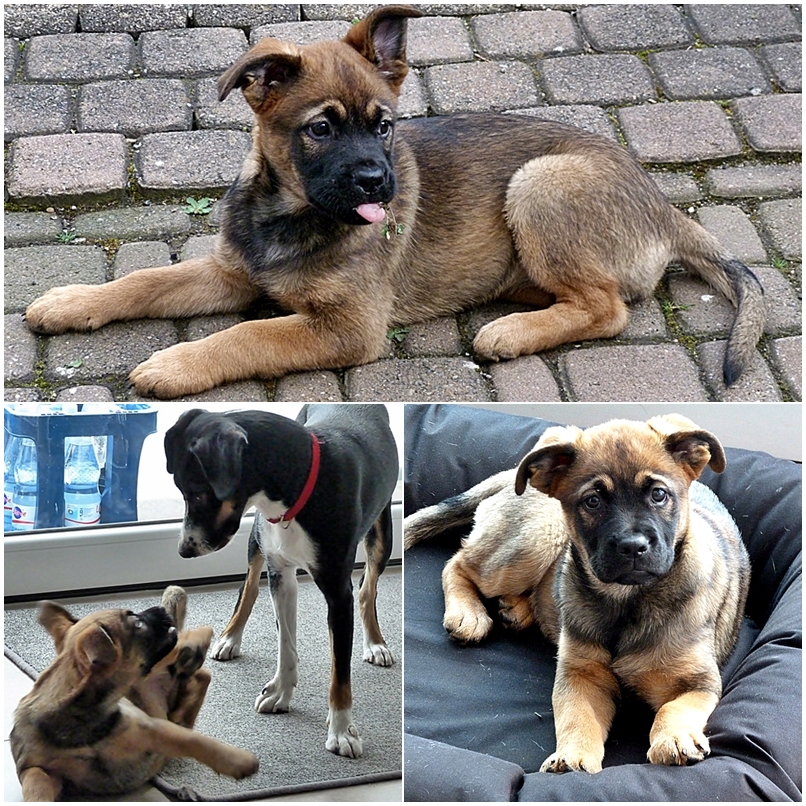 Ein Hund namens <em>Socke</em>, . . . . Foto & Bild tiere, haustiere, hunde