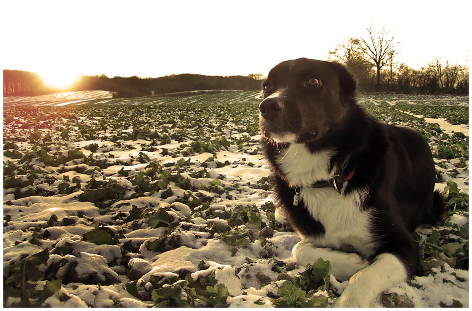 Ein Hund namens Yoda