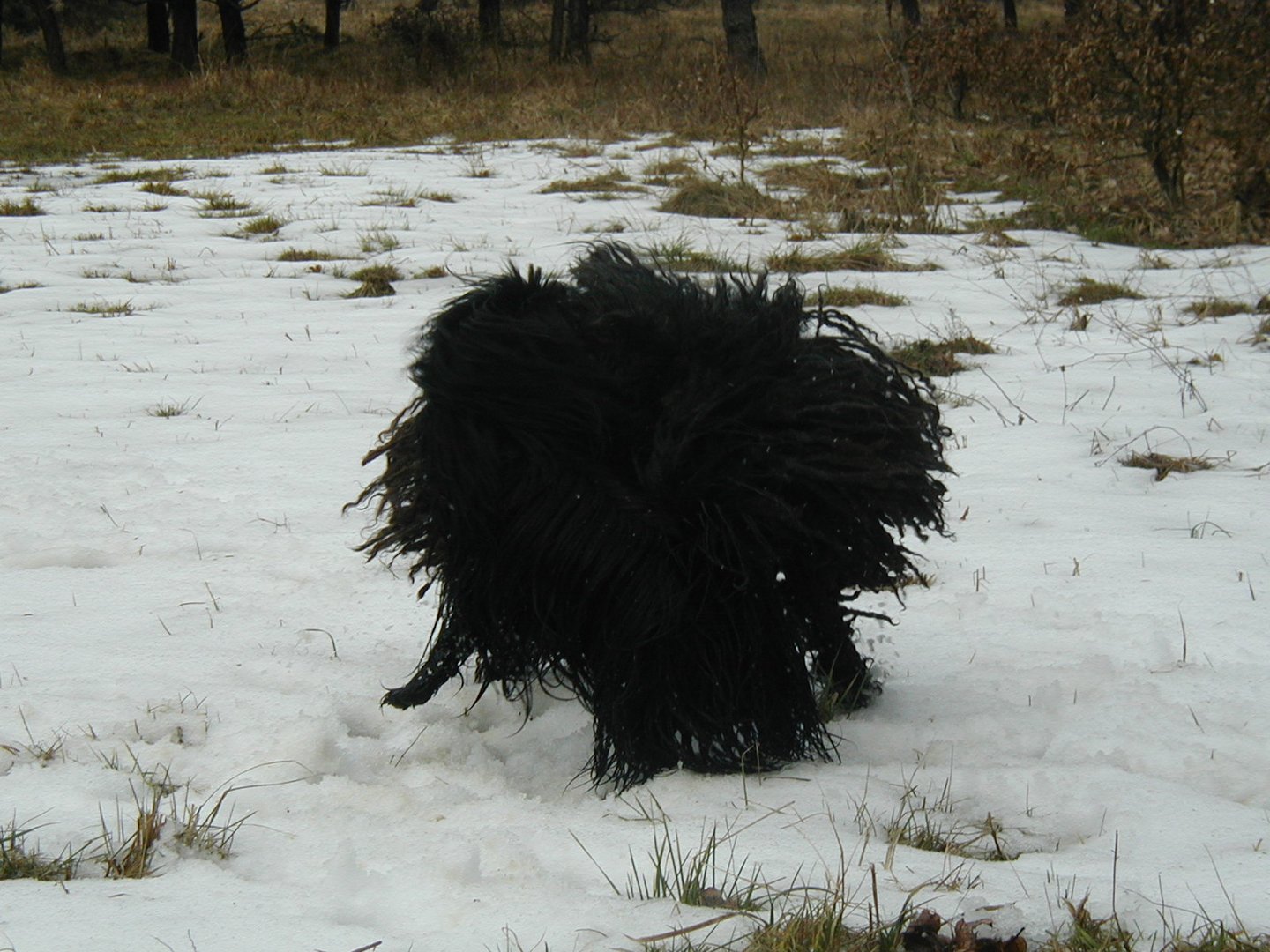 Ein Hund spielt Wirbelsturm