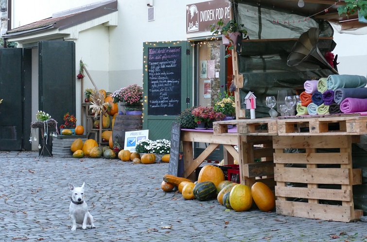 Ein Hund und das Grammophon 