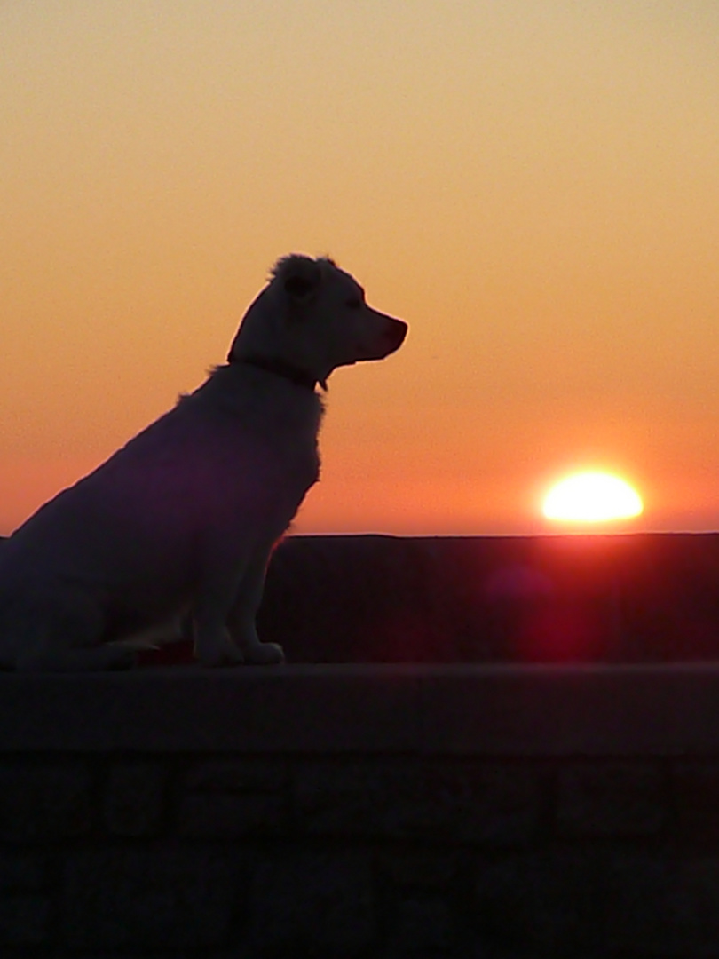 "Ein Hund unter der Sonne"