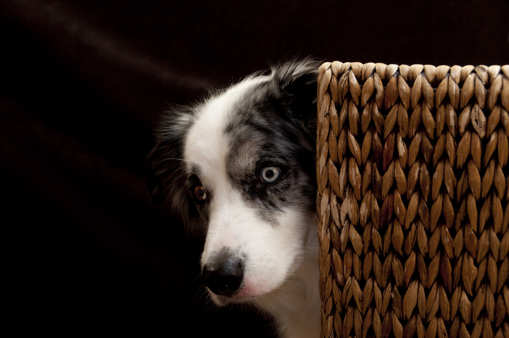 Ein Hund von Traurigkeit