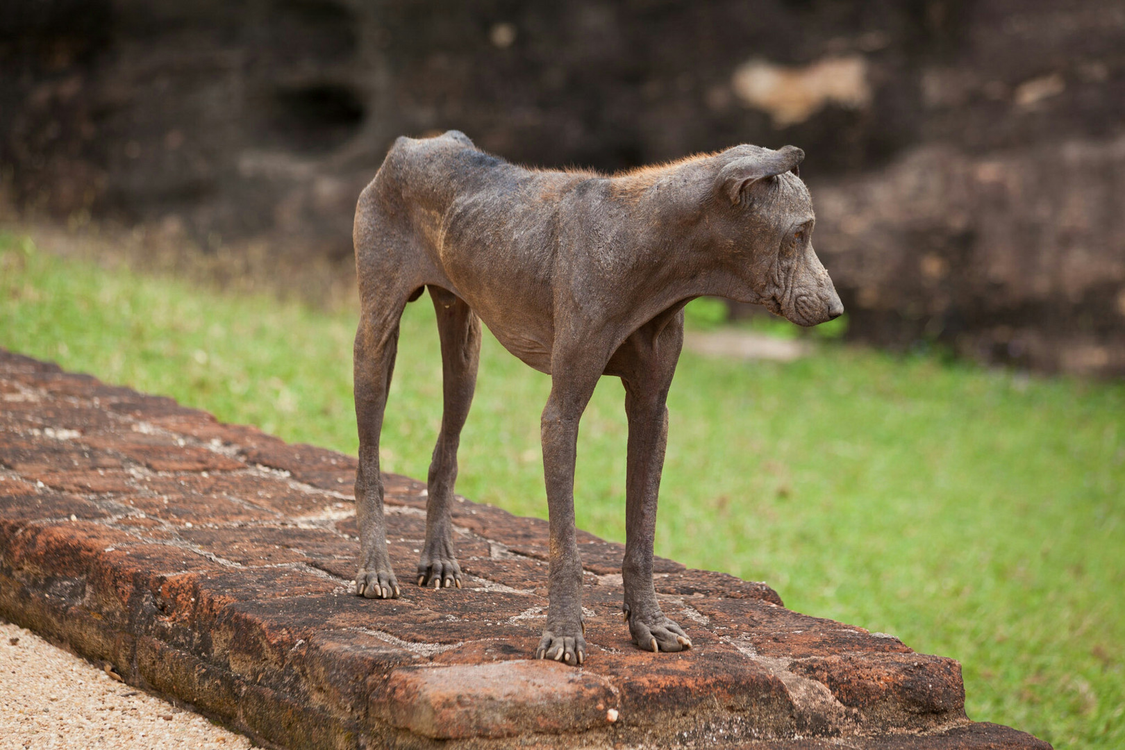 Ein Hund wie eine Skulptur